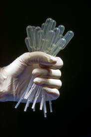 Pipette, disposable, @6 in. long